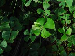 Image result for Marsilea vera