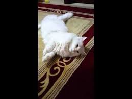Konusan Kedi Pamuk Prenses Youtube Kedi Pamuk Kus
