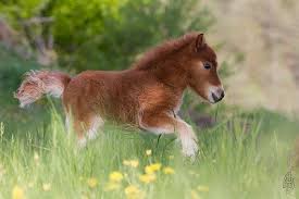 Upload, livestream, and create your own videos, all in hd. D Adorables Chevaux Miniatures A Ne Surtout Pas Montrer A Vos Enfants C Est Pour Vous Cheval Miniature Cheval Miniature Americain Animaux