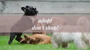 However, keep in mind that you will likely need to spend money on. Support Our Local San Antonio No Kill Animal Shelters Mclife San Antonio