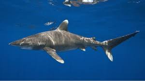 That s what the whole point of the trip was, said bob sanford, captain of the alutiiq sea, a. The New Sharks Coming To Uk As Temperatures Rise Bbc News