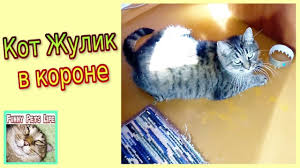 kot korol ne hochet nosit svoyu koronu smeshnoj kot zhulik funny animals pet life pets