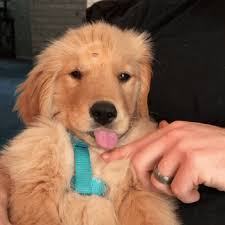 210 Times Golden Retriever Puppies Were The Purest Thing In The World Bored Panda