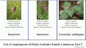 Image result for Leucas milanjiana