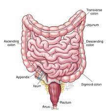 Colonoscopy — indications and contraindications. Colonoscopy
