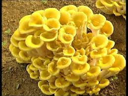 14 سنن عيد الفطر المبارك. Yello Mushrooms Plurotues Growing In The Grand Ø²Ø±Ø§Ø¹Ø© Ø§Ù„ÙØ·Ø± Ø§Ù„Ø£ØµÙØ± Ø¨Ø§Ù„Ø§Ø±Ø¶ Youtube