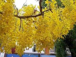 Günstiges essen bei toller lifemusik garantiert estimado cliente. Lluvia De Oro Propiedades Y Germinacion Cassia Fistula Youtube Semillas De Arbol Arboles Y Arbustos Plantas