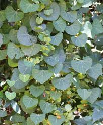 Image result for Cissampelos torulosa