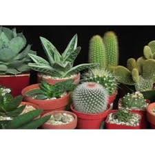 We have experienced cross border shipping. Cacti And Succulents à¤• à¤• à¤Ÿà¤¸ à¤• à¤ª à¤§ à¤• à¤• à¤Ÿà¤¸ à¤ª à¤² à¤Ÿ In Nri Center City Hosur Narayana Nursery Id 2417347948