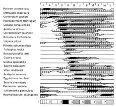 Image result for Zygotritonia