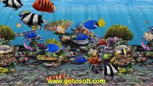 Start your search now and free your phone. Moving Fish Wallpapers Free Moving Fish Wallpaper Download Wallpapertip