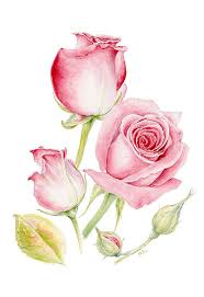 Roses Watercolor Painting 13 X 19 Fine Art Print Flower Wall Decor Floral Wall Decor Garden Blossom B Watercolor Rose Floral Watercolor Paintings Rose Painting