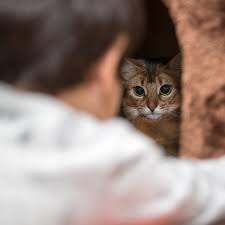Your toddler may find jumping a greater challenge than running. Growing Up Together Cats And Toddlers Feline Engineering