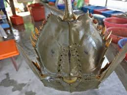 Ikan bakar is an indonesian or malaysian dish of charcoalgrilled fish or other forms of seafood ikan bakar literally means burned fish in malay and indone. Ni Namanya Belangkas Sebelah Ikan Bakar Family Facebook