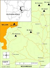 Image result for Pavetta gurueensis