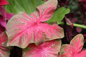 See more ideas about plants, planting flowers, caladium. Caladium Home Garden Information Center