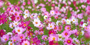 That means they can't see the color red, but they can see in the ultraviolet spectrum while it is possible that bee vision has evolved to become attuned to flowers, it is more likely that flowers have evolved to attract insect pollinators. Five Fab Spring Flowers For South Florida Costa Farms