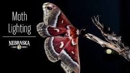 Schramm After Dark: Moth Lighting