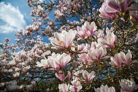 White to light cream and brown, sometimes with mineral stains. Characteristics Of Japanese Magnolia Saucer Magnolia
