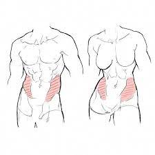 Check out inspiring examples of back_muscles artwork on deviantart, and get inspired by our community of talented artists. How To Draw Muscles On A Woman How To Images Collection