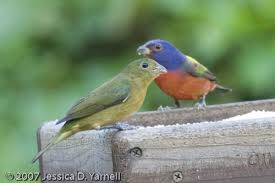 Birds Of Central Florida Painted Bunting Guide To Central Florida Birds Interesting And Cute Backyard Birds Bird Identification Florida Birding