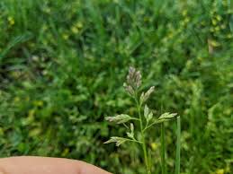 Check spelling or type a new query. Poa Annua Grassdaddy Net