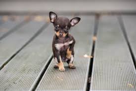 #1) chihuahuas are named after chihuahua, mexico. Chihuahua Merkmale Und Besonderheiten Des Kleinen Modehundes
