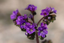 Image result for Scolopia rhamniphylla