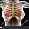 The human rib cage is made up of 12 paired rib bones; Https Encrypted Tbn0 Gstatic Com Images Q Tbn And9gcse0c0o8rz5m1y1cpsyjwdj5os06y7pwjapq0clomsxphgfpyy9 Usqp Cau