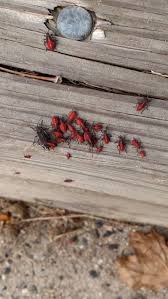While it is unlikely that box elder bugs will cause any if you get a bad box elder bug infestation, you will want to recruit the services of an expert who specializes in removing boxelder bugs in portland. How To Get Rid Of Boxelder Bugs Outside Box Elder Bugs Bug Repellent Bugs
