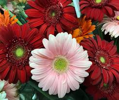 Order flowers online 24 hours a day, 7 days a week. Cobblestone Design Company Concord Nh Home
