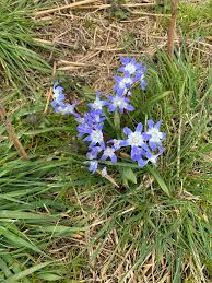 Image result for Dicerocaryum forbesii