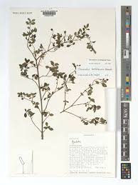 Image result for Chassalia parvifolia