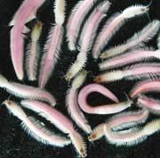 Image result for Polychaeta spp.