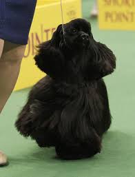 A Black Cocker Spaniel Wins The Sporting Group At The 135th Annual Westminster Kennel Club Do Black Cocker Spaniel Westminster Dog Show American Cocker Spaniel