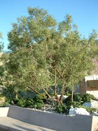 Image result for Searsia lancea