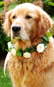 flowers in their coats dog wedding golden retriever wedding pets