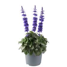Image result for Salvia farinacea