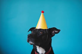Your Dogs Real Age In Dog Years Revealed And Its Not