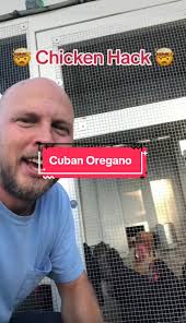 Give your chickens FRESH Cuban Oregano. Its really healthy for them and  helps stop algae from growing in their water! #chickensoftiktok #chicken  #plants #gardeninghacks #fyp