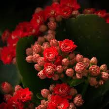 Kalanchoe Blossfeldiana Is A Herbaceous And Commonly Cultivated House Plant Of The Genus Kalanchoe Native To Mad Kalanchoe Blossfeldiana Pretty Flowers Flowers