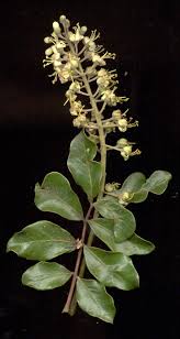 Image result for Bersama lucens