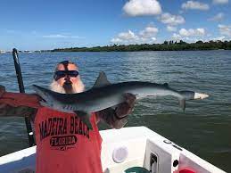 Maybe you would like to learn more about one of these? Shark Picture Of Spanish Sardine Fishing Charter St Petersburg Tripadvisor