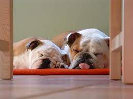 How To Properly Care For Your English Bulldog Bulldog Puppies English Bulldog Baby Dogs