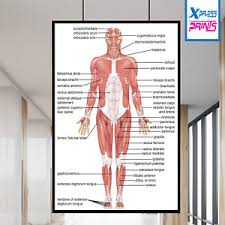 This diagram depicts the musculoskeletal system with parts and labels. Muscular System Poster For Sale Ebay