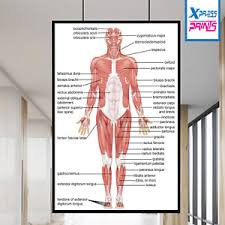 These pictures of this page are about:free printable muscle anatomy charts. Muscular System Poster For Sale Ebay