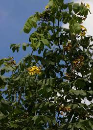 Image result for Markhamia obtusifolia