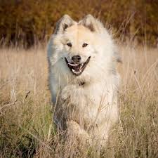 Beautiful male and female boston terrier puppies. Eurasier Dogs And Breeders In Canada Canadogs