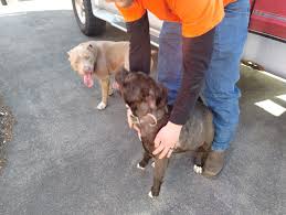 Lost And Found Pets Of KC