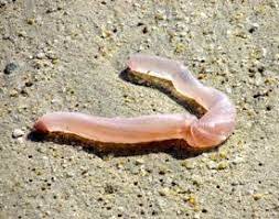 Chomp up as many sandwiches, desserts, fruits, vegetables and other goodies as you can while. Transparent Or Translucent Worm On Beach In Thailand All About Worms
